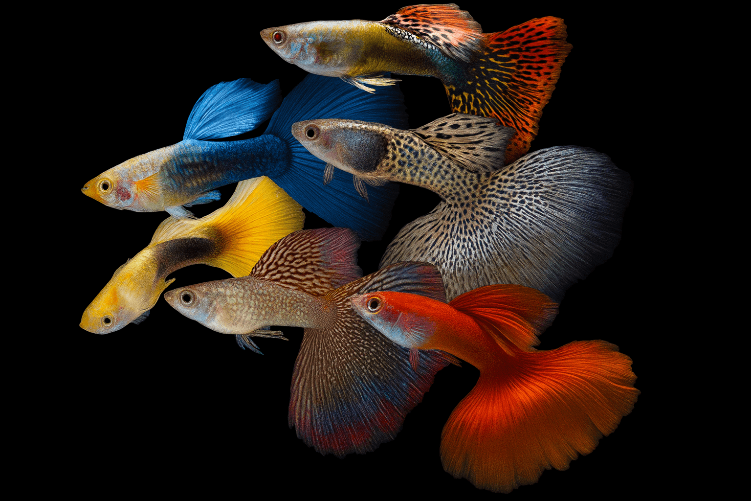 Guppy