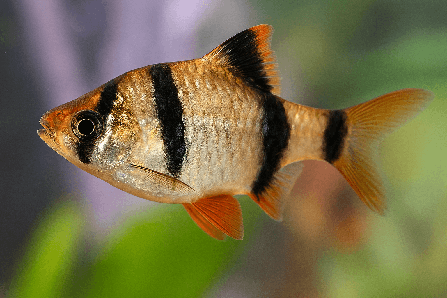 Tiger Barb