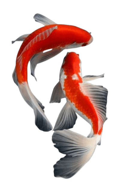 Aquarium foreground