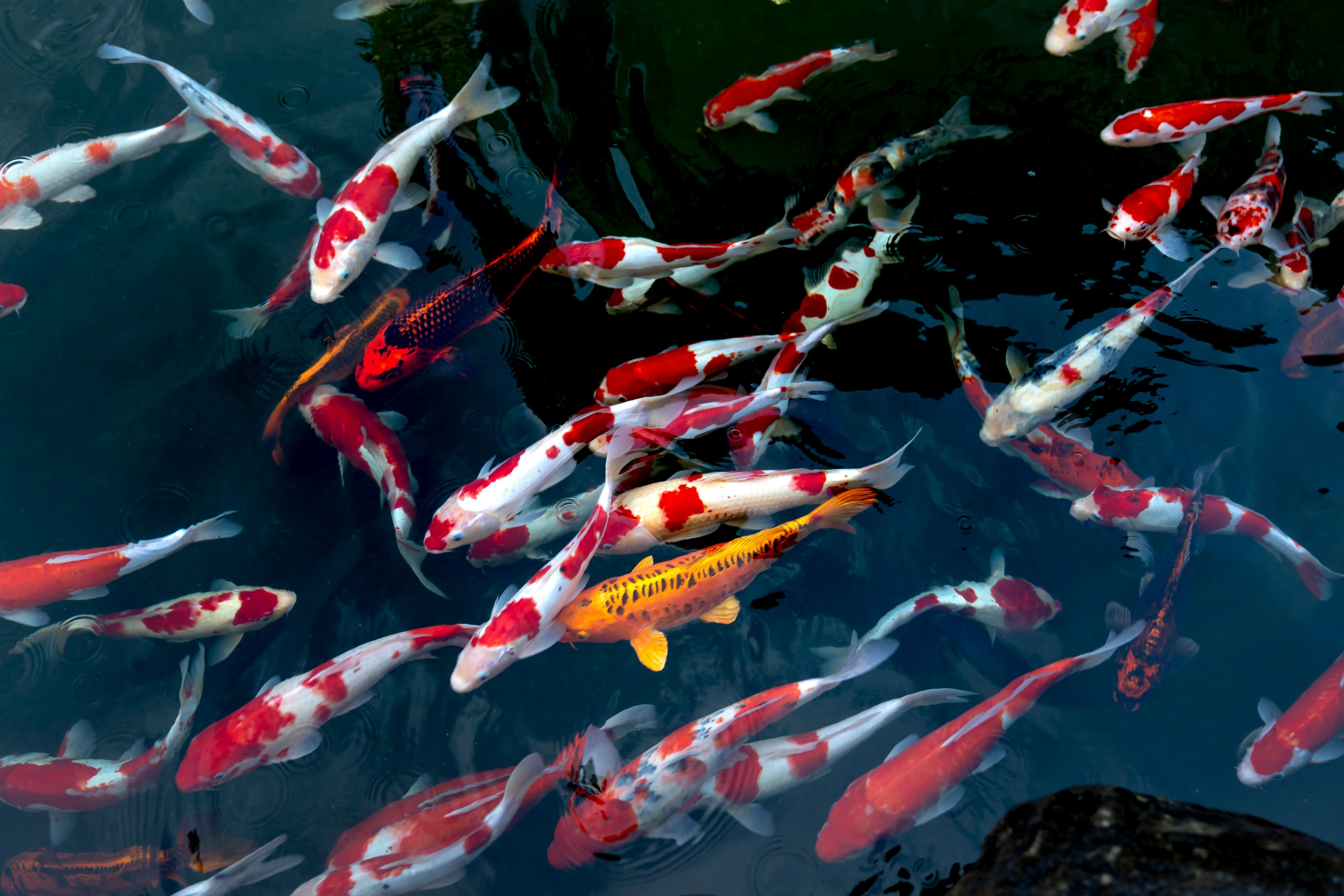Aquatic Farming Facility
